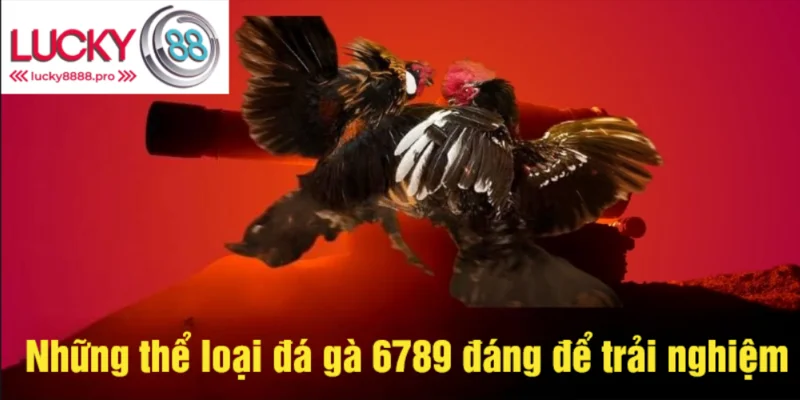 Đá gà 6789 cung cấp rất nhiều hình thức để hội viên lựa chọn