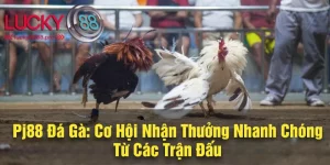 pj88 đá gà